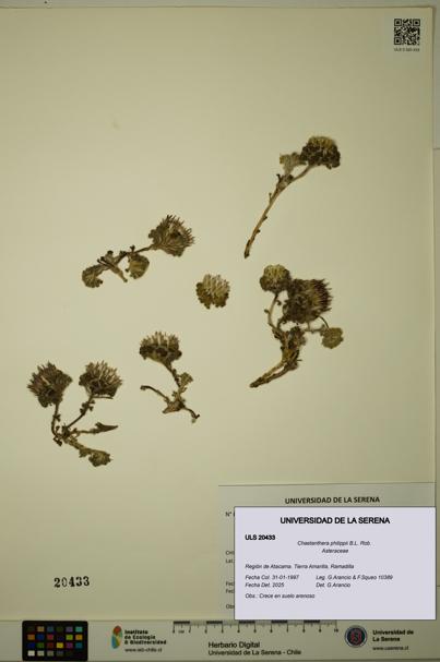 Chaetanthera philippii [Espécimen: ULS:ULS:0020433]