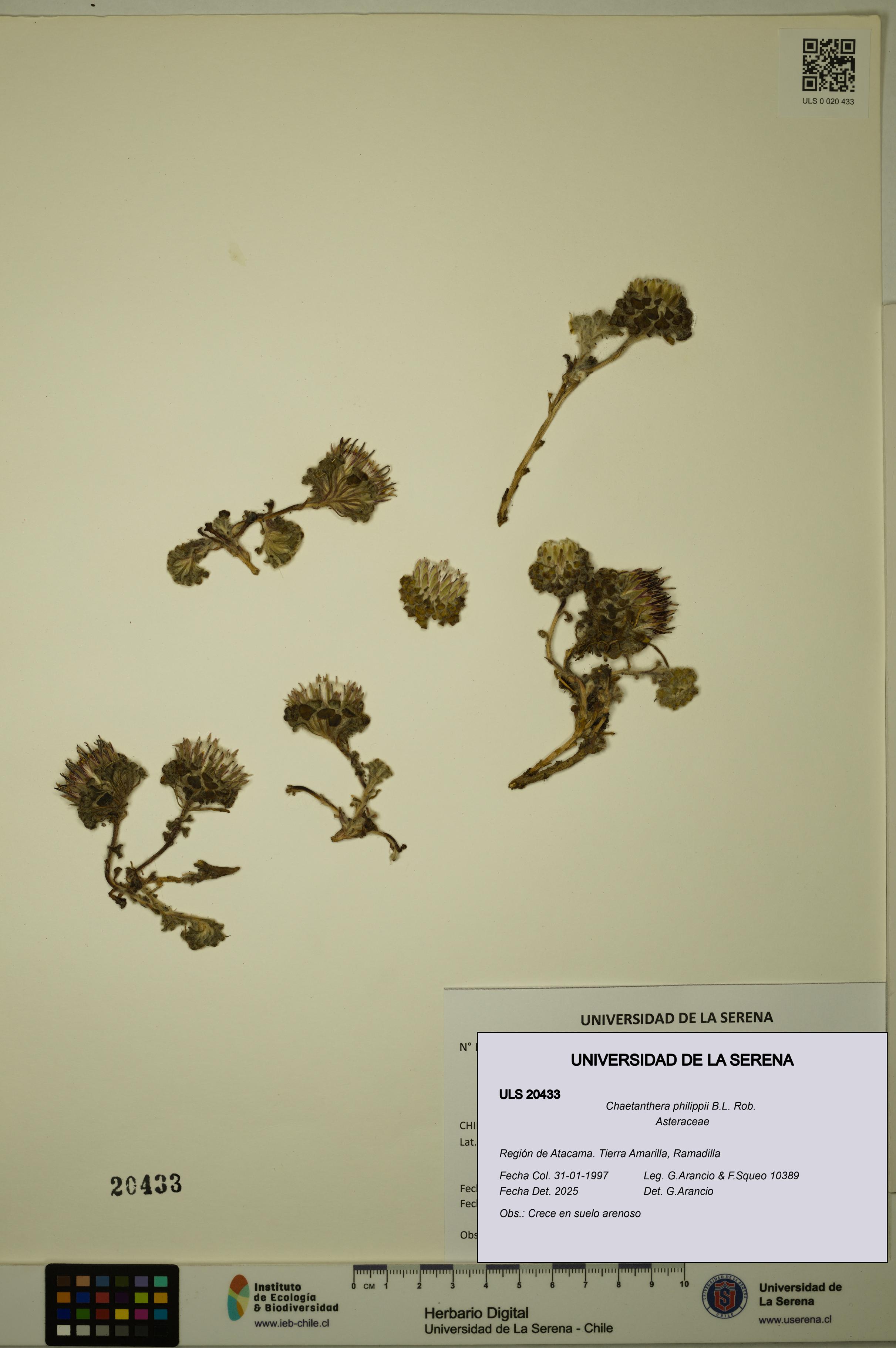 Chaetanthera philippii [Espécimen: ULS:ULS:0020433]