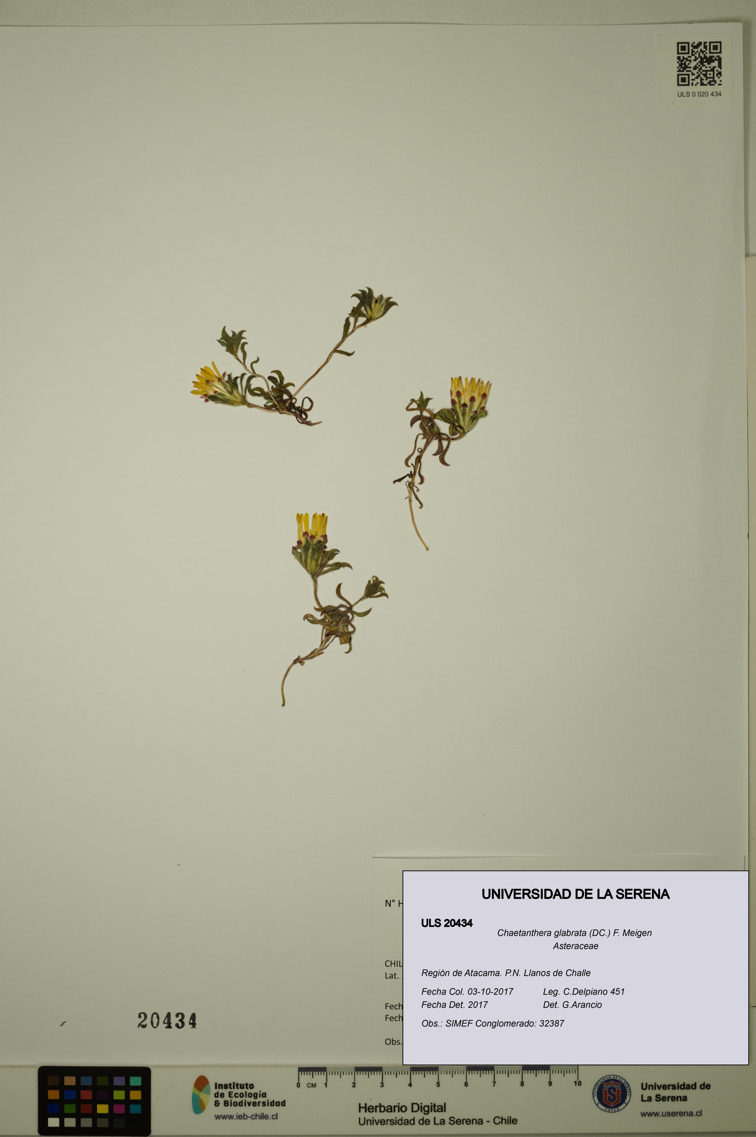 Chaetanthera glabrata [Espécimen: ULS:ULS:0020434]
