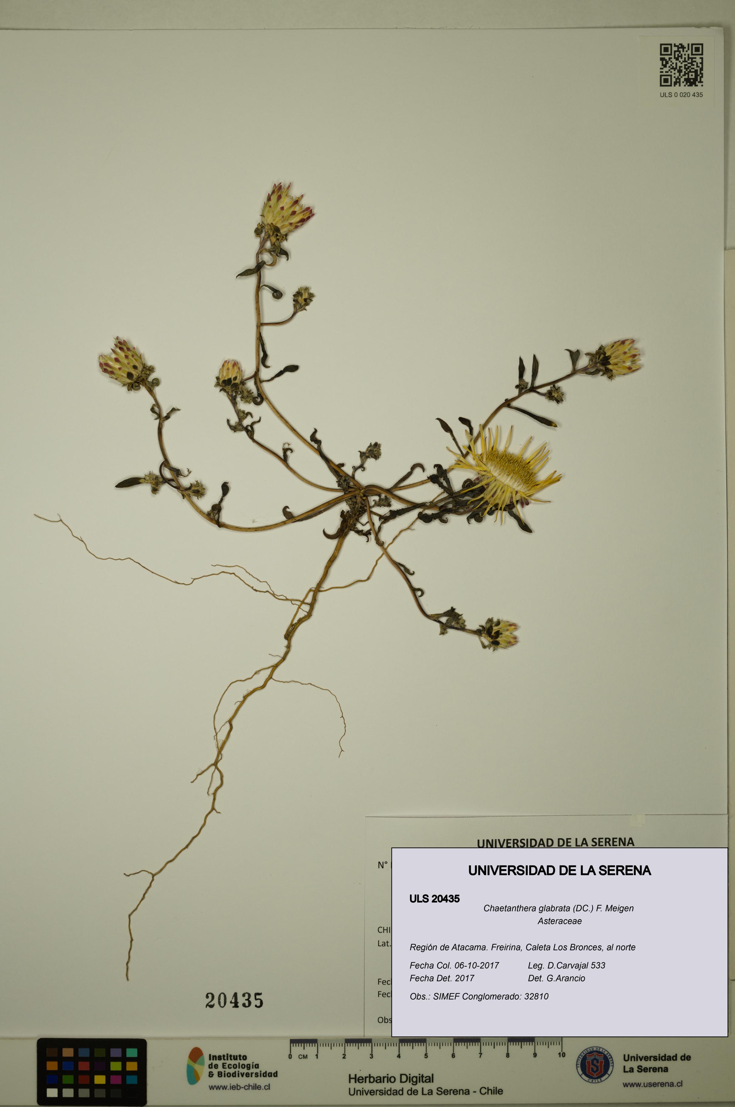 Chaetanthera glabrata [Espécimen: ULS:ULS:0020435]