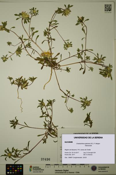 Chaetanthera glabrata [Espécimen: ULS:ULS:0020436]