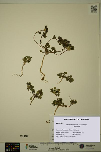 Chaetanthera glabrata [Espécimen: ULS:ULS:0020437]