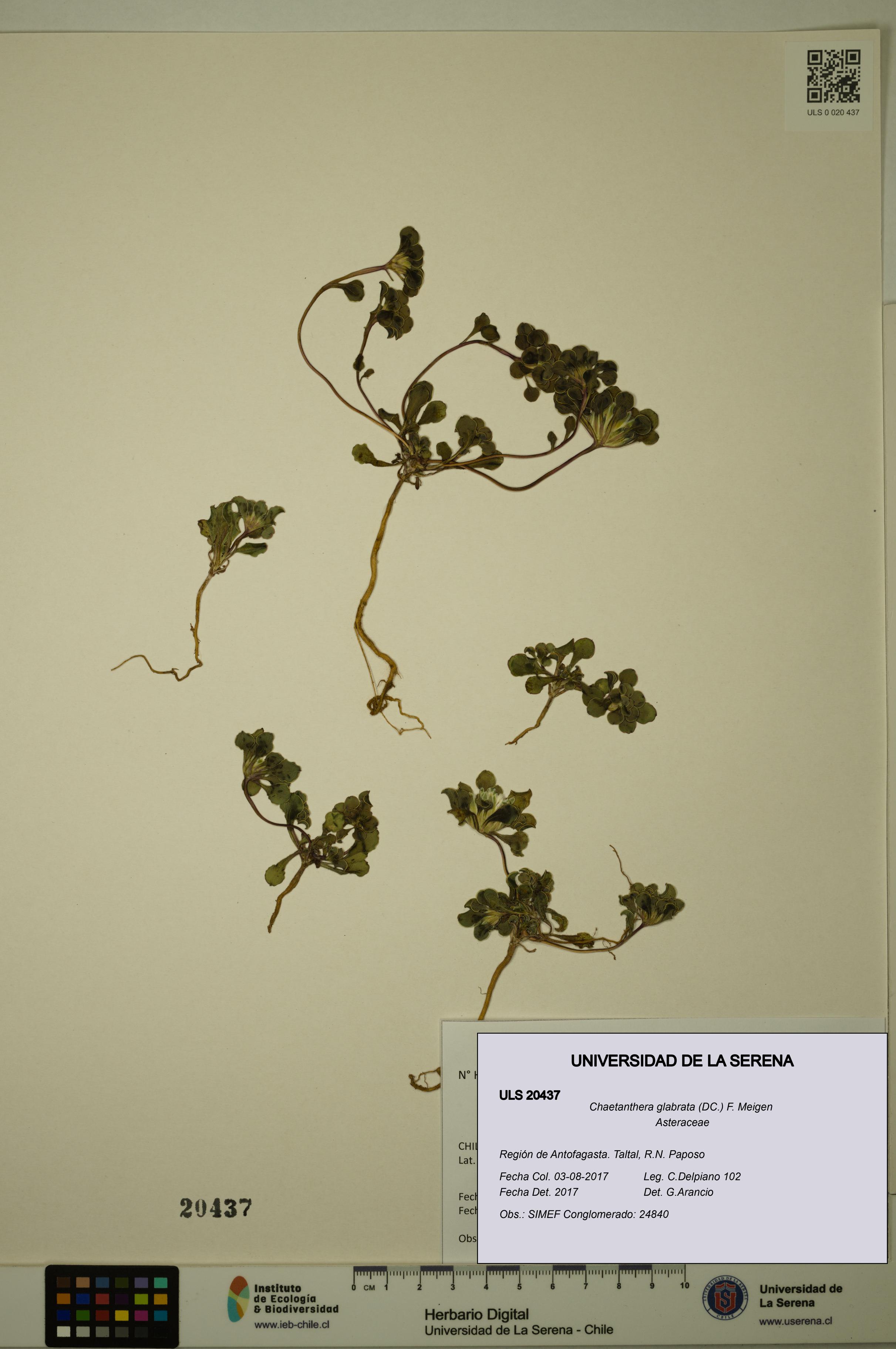 Chaetanthera glabrata [Espécimen: ULS:ULS:0020437]