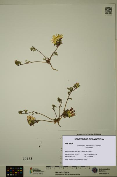 Chaetanthera glabrata [Espécimen: ULS:ULS:0020438]