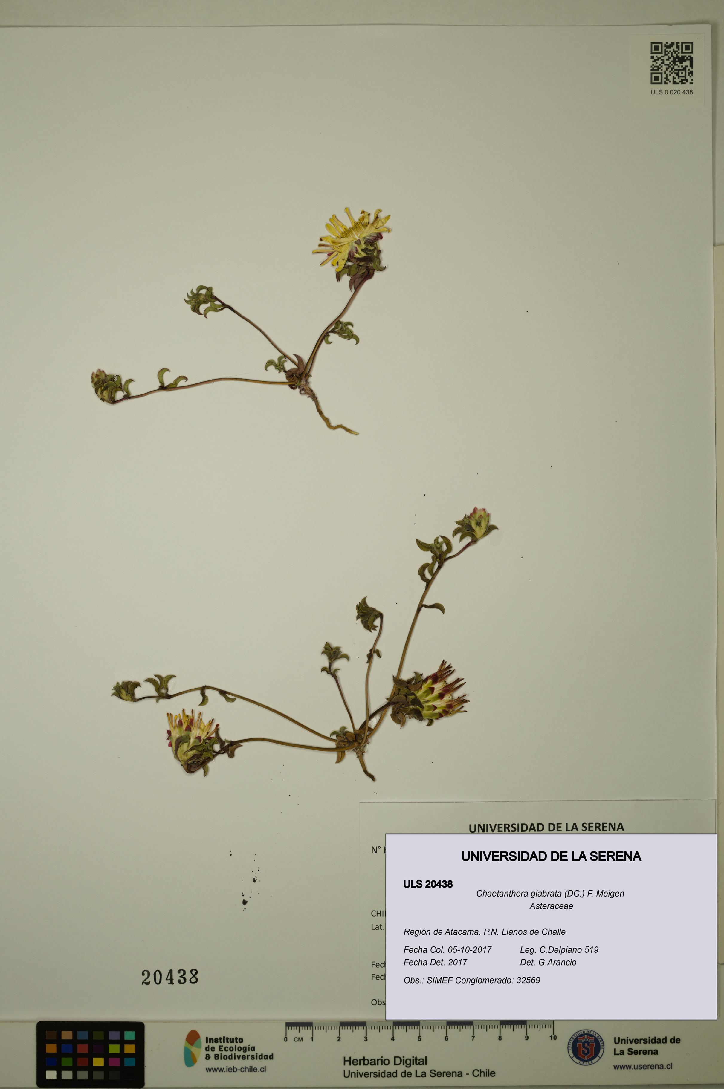 Chaetanthera glabrata [Espécimen: ULS:ULS:0020438]