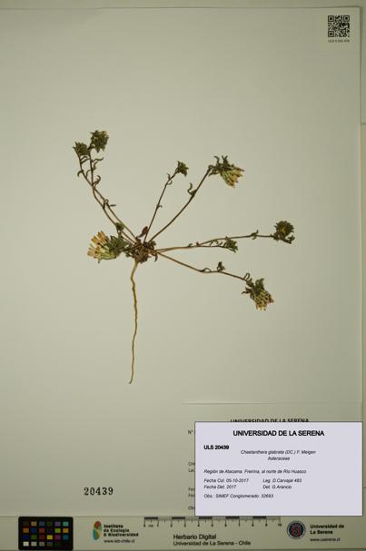 Chaetanthera glabrata [Espécimen: ULS:ULS:0020439]