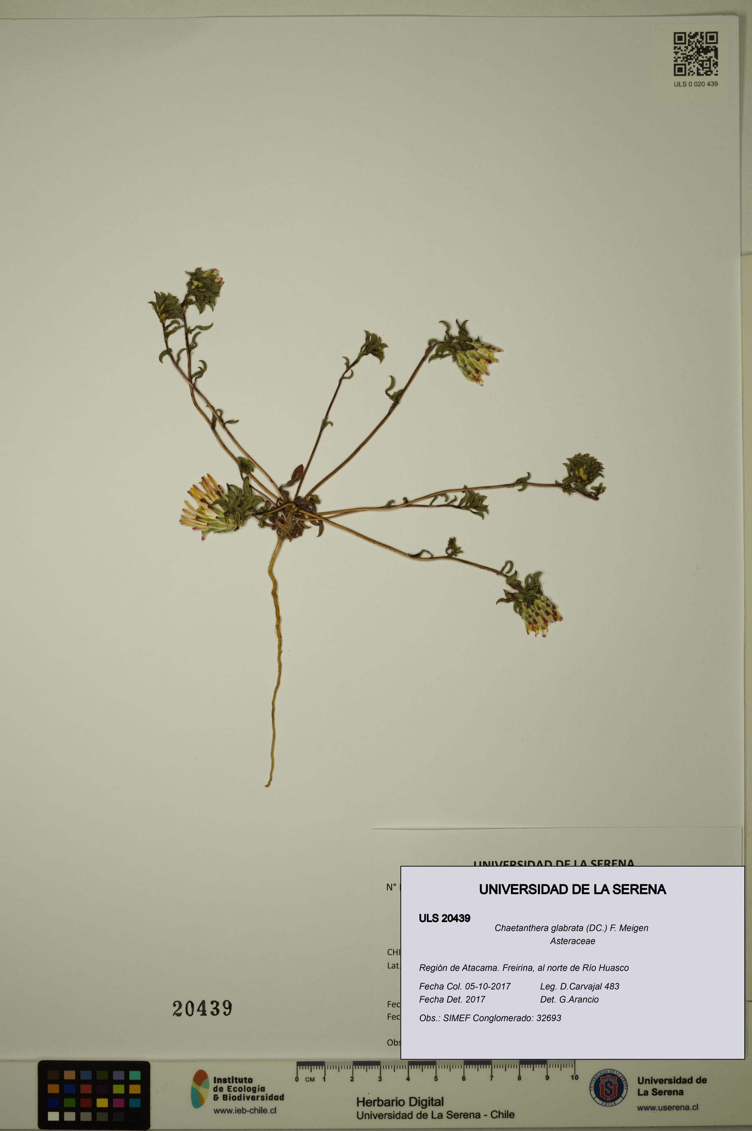 Chaetanthera glabrata [Espécimen: ULS:ULS:0020439]