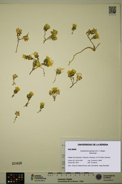 Chaetanthera glabrata [Espécimen: ULS:ULS:0020440]