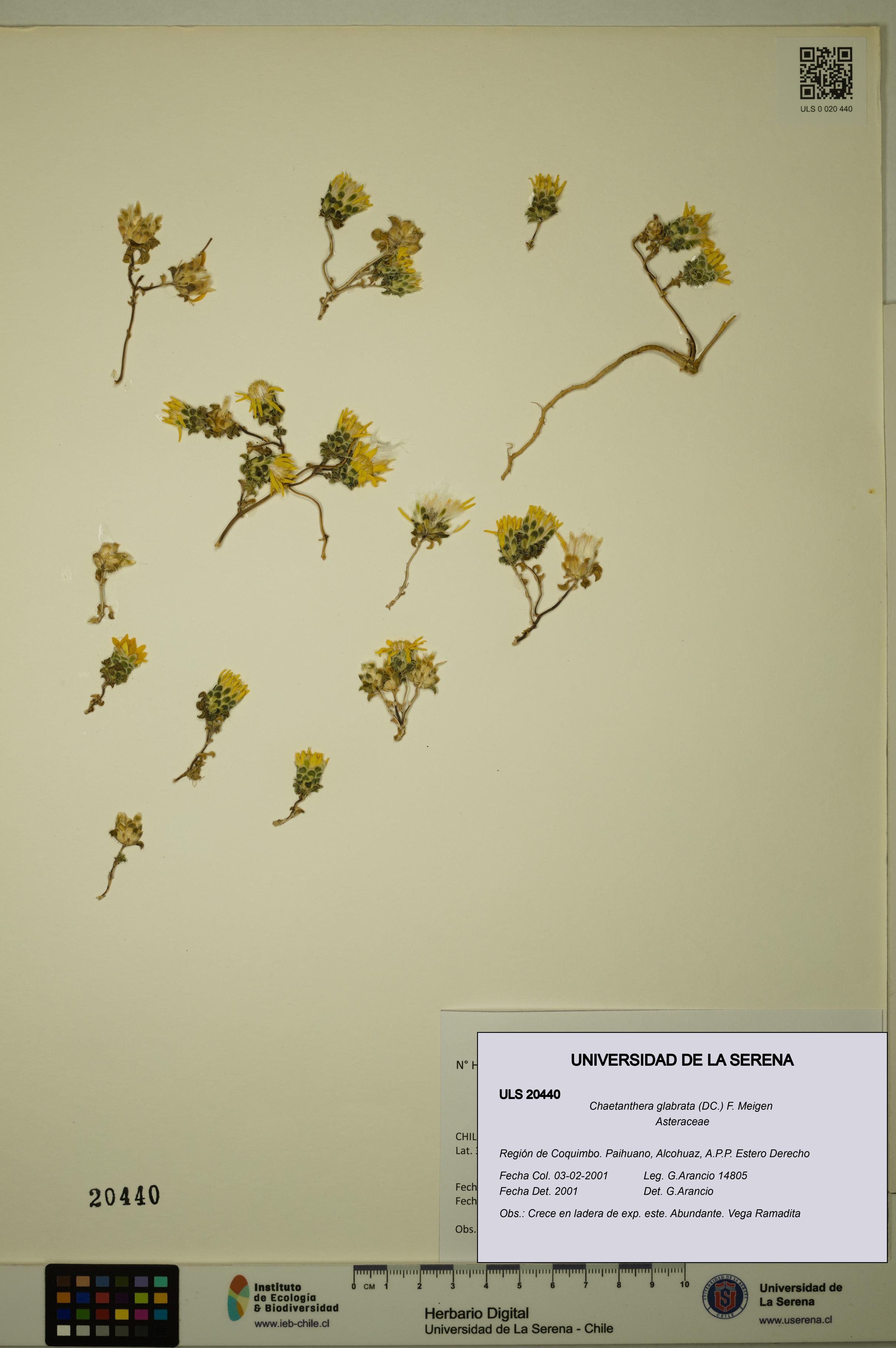 Chaetanthera glabrata [Espécimen: ULS:ULS:0020440]