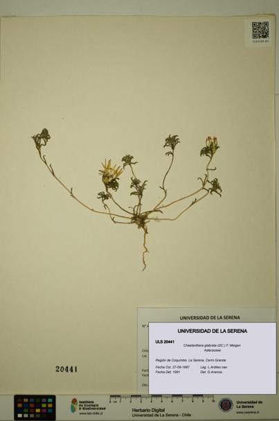 Chaetanthera glabrata [Espécimen: ULS:ULS:0020441]