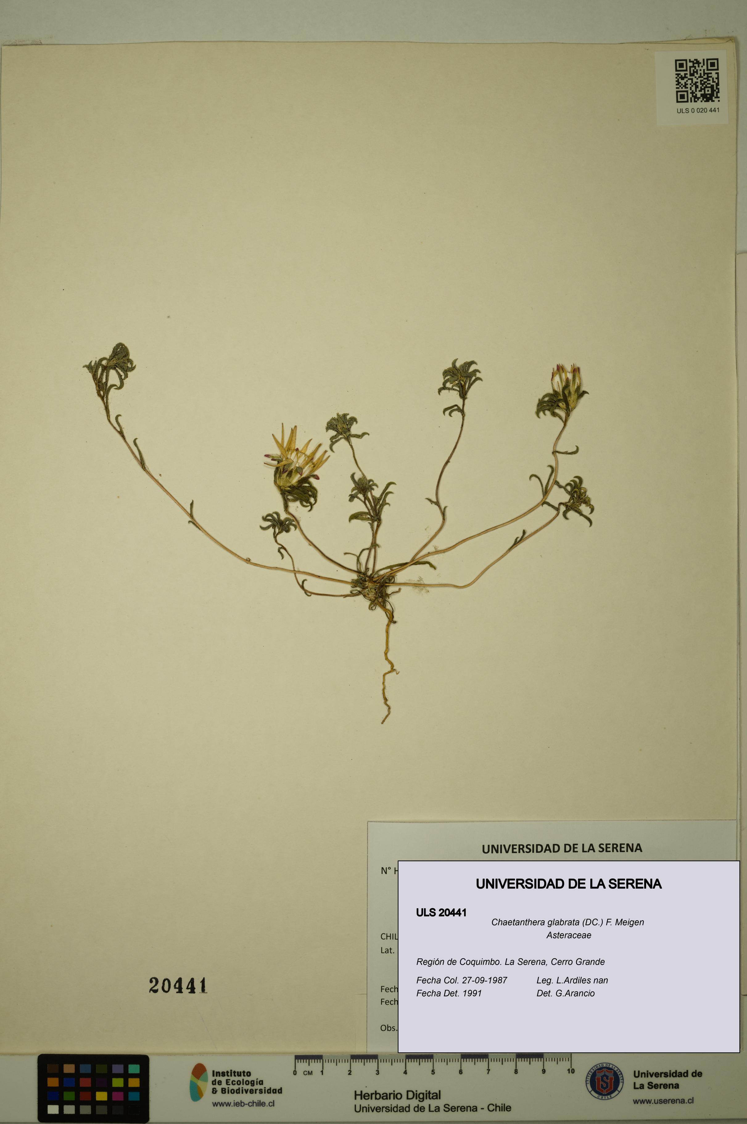 Chaetanthera glabrata [Espécimen: ULS:ULS:0020441]