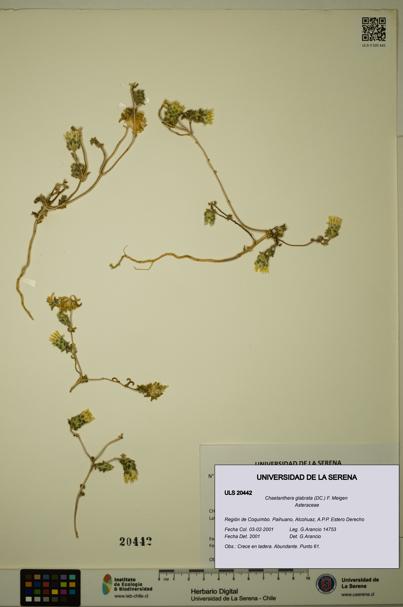 Chaetanthera glabrata [Espécimen: ULS:ULS:0020442]