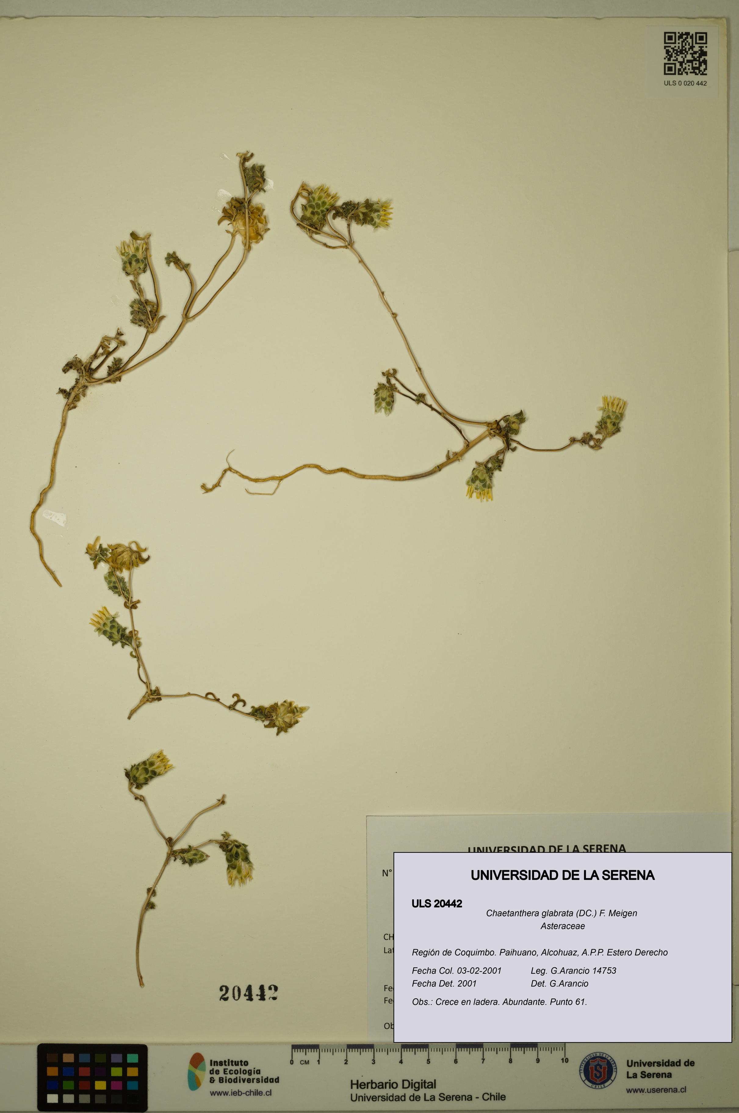 Chaetanthera glabrata [Espécimen: ULS:ULS:0020442]
