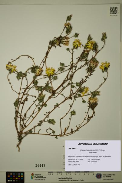 Chaetanthera glabrata [Espécimen: ULS:ULS:0020443]