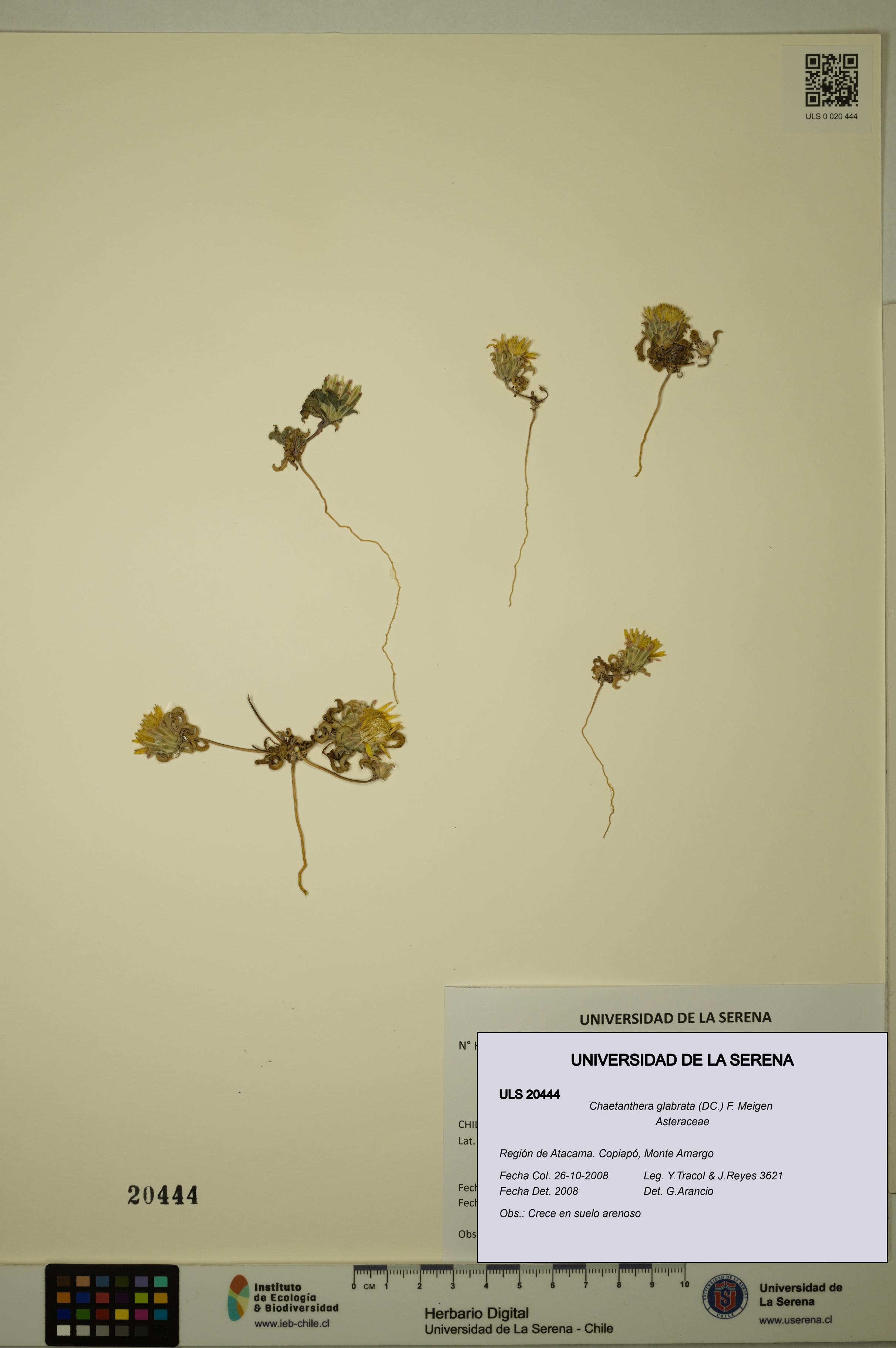 Chaetanthera glabrata [Espécimen: ULS:ULS:0020444]
