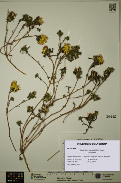Chaetanthera glabrata [Espécimen: ULS:ULS:0020445]