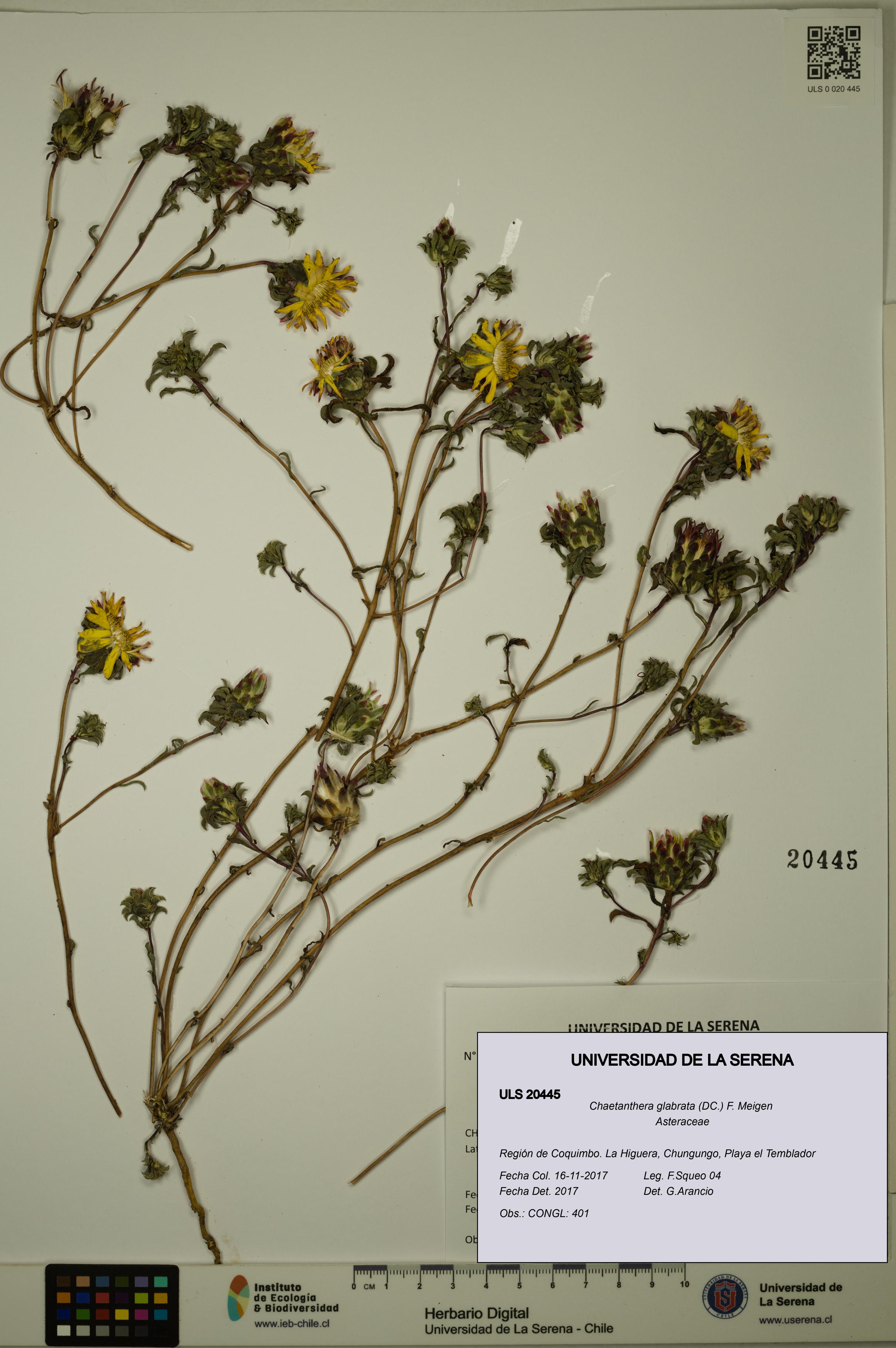 Chaetanthera glabrata [Espécimen: ULS:ULS:0020445]