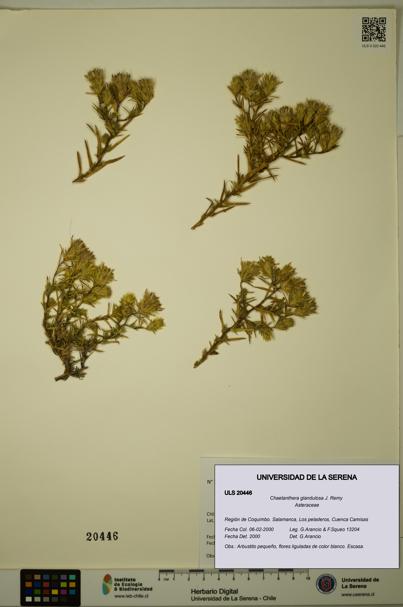 Chaetanthera glandulosa [Espécimen: ULS:ULS:0020446]
