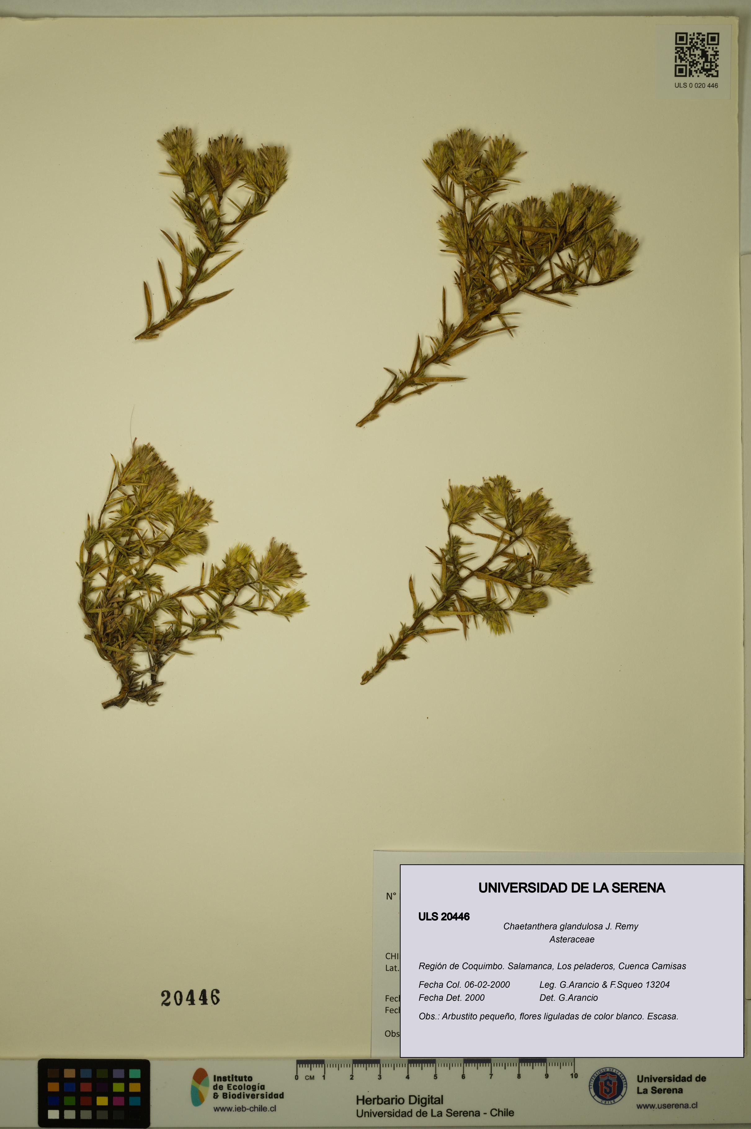 Chaetanthera glandulosa [Espécimen: ULS:ULS:0020446]