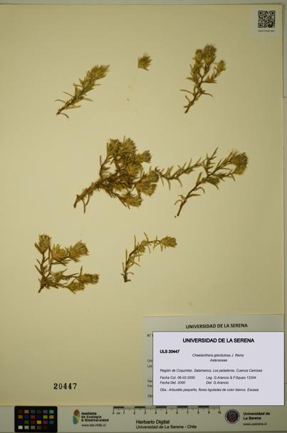 Chaetanthera glandulosa [Espécimen: ULS:ULS:0020447]