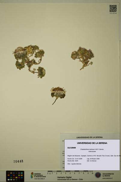 Chaetanthera kalinae [Espécimen: ULS:ULS:0020448]