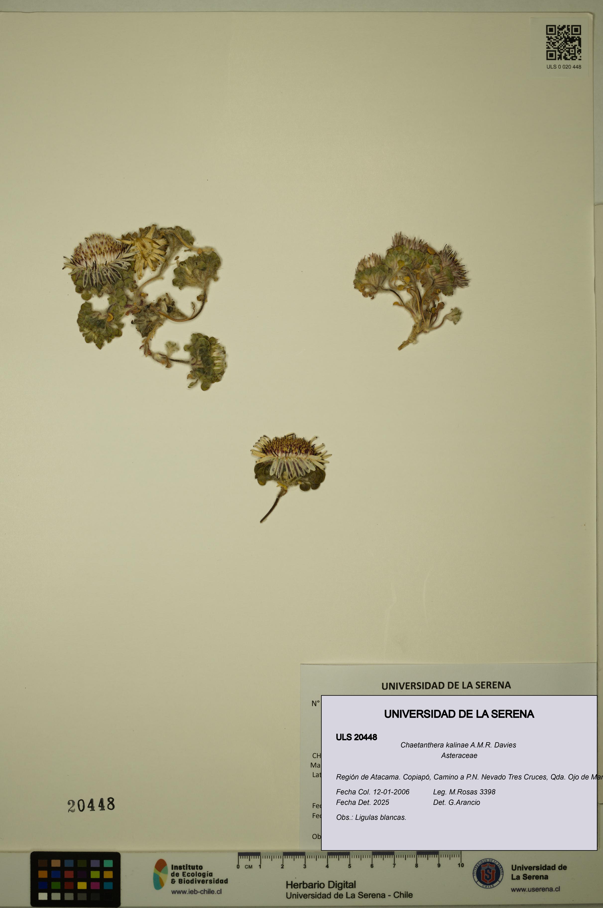 Chaetanthera kalinae [Espécimen: ULS:ULS:0020448]