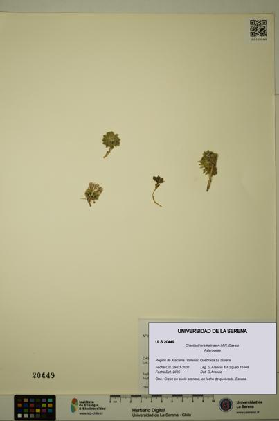 Chaetanthera kalinae [Espécimen: ULS:ULS:0020449]