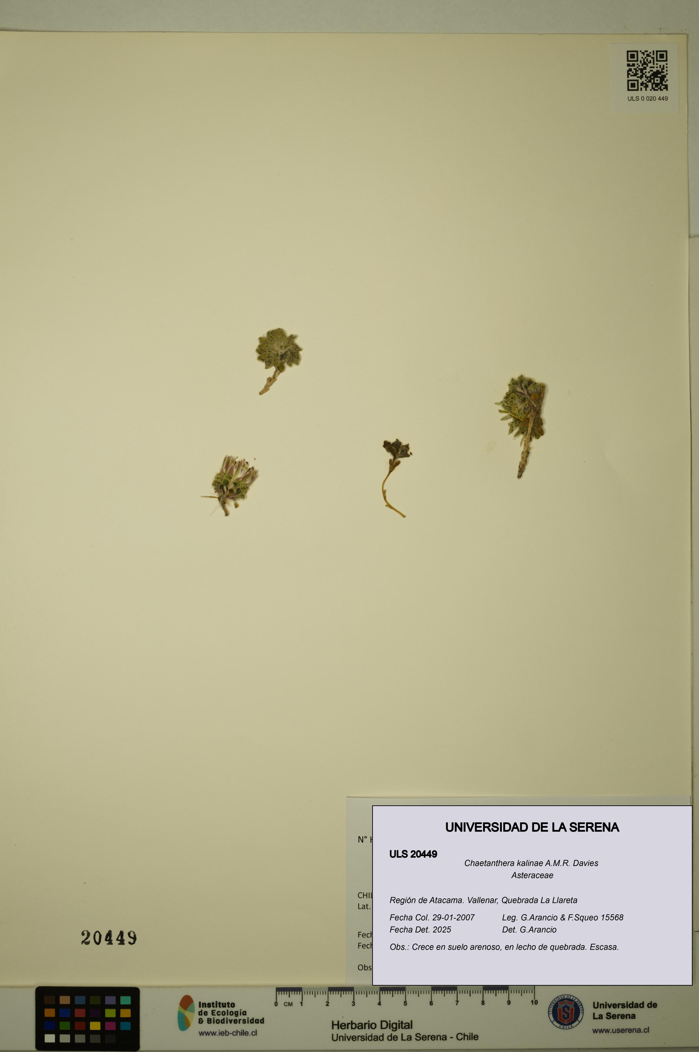 Chaetanthera kalinae [Espécimen: ULS:ULS:0020449]