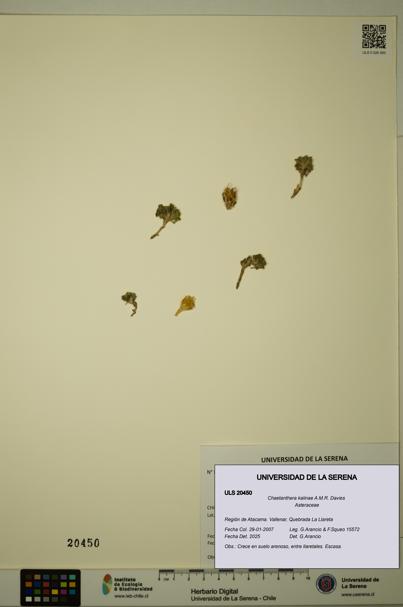 Chaetanthera kalinae [Espécimen: ULS:ULS:0020450]