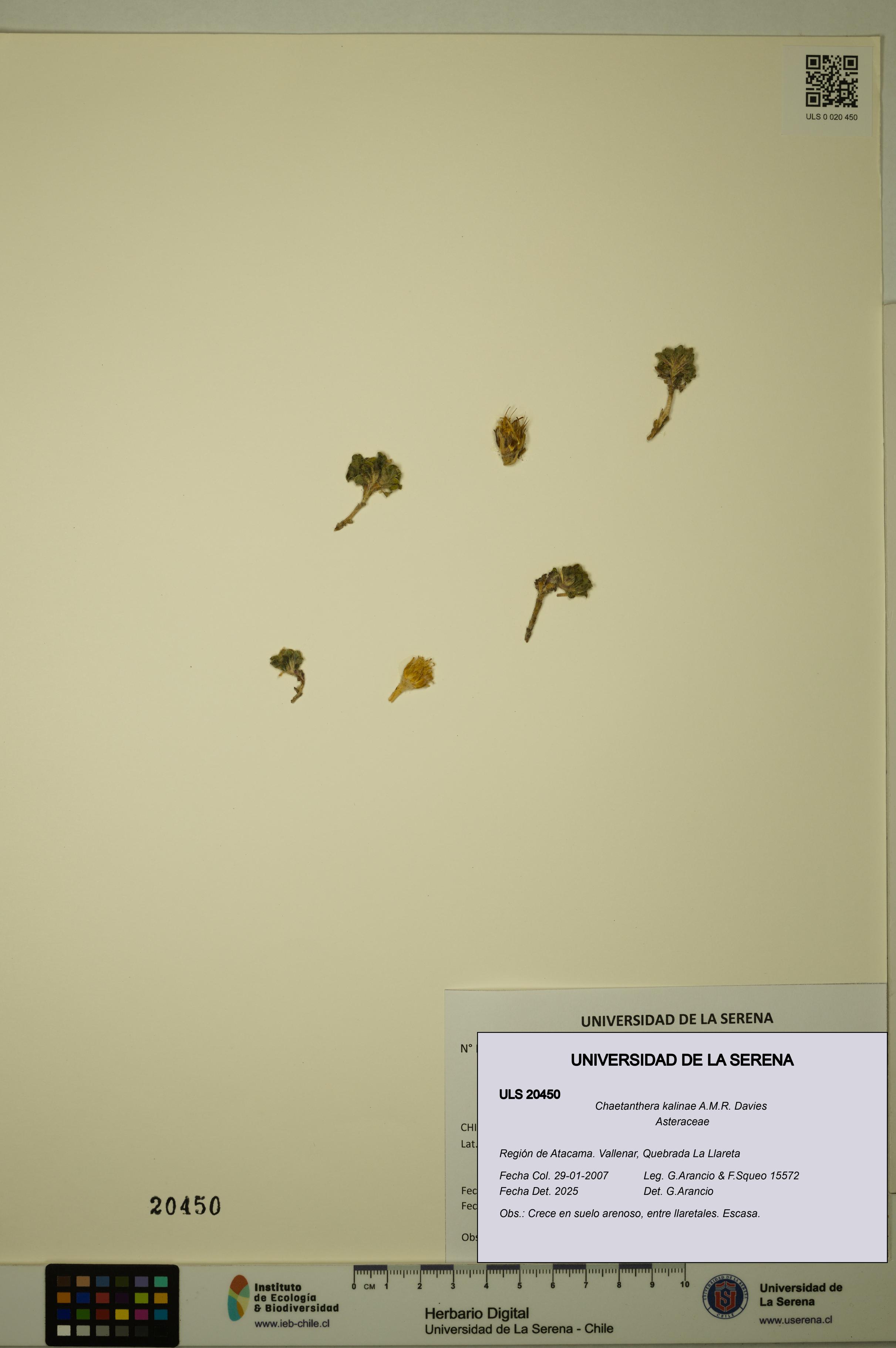Chaetanthera kalinae [Espécimen: ULS:ULS:0020450]