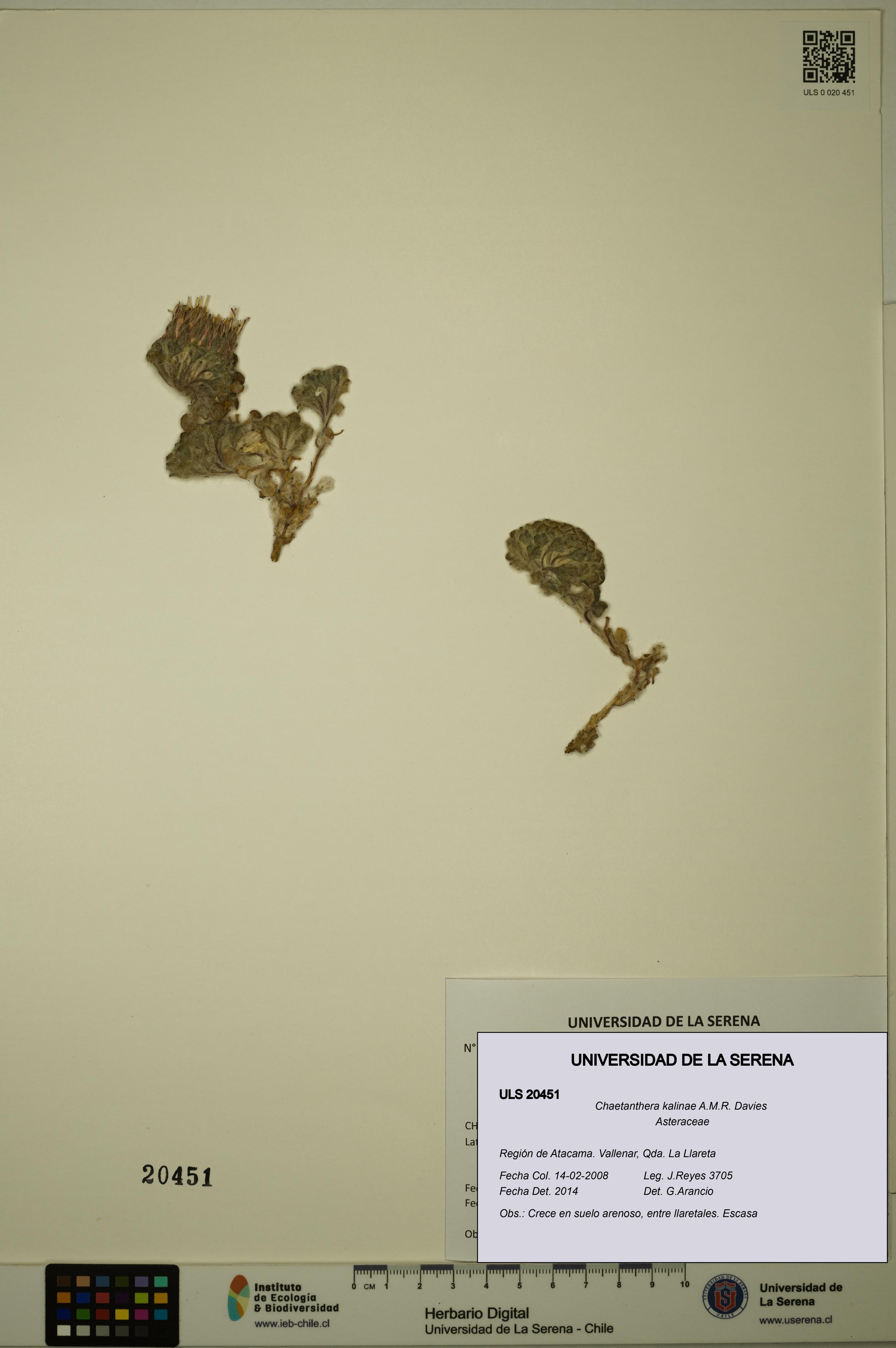 Chaetanthera kalinae [Espécimen: ULS:ULS:0020451]
