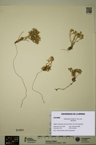Chaetanthera limbata [Espécimen: ULS:ULS:0020452]