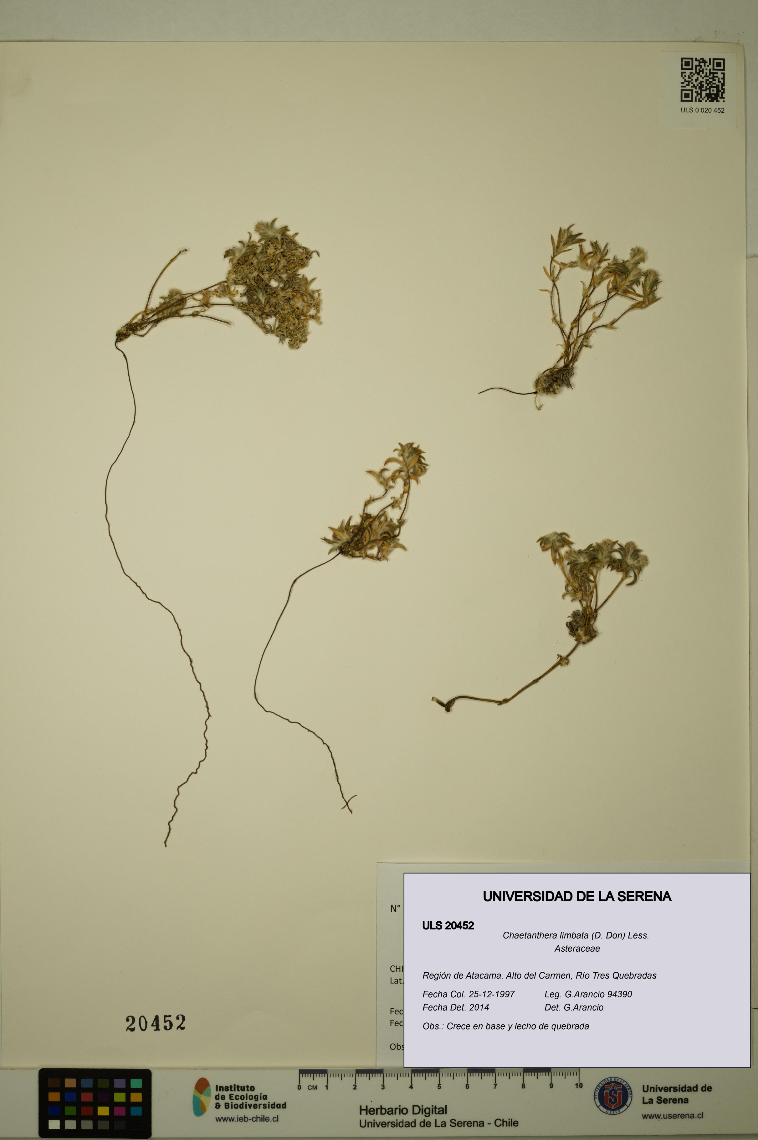 Chaetanthera limbata [Espécimen: ULS:ULS:0020452]