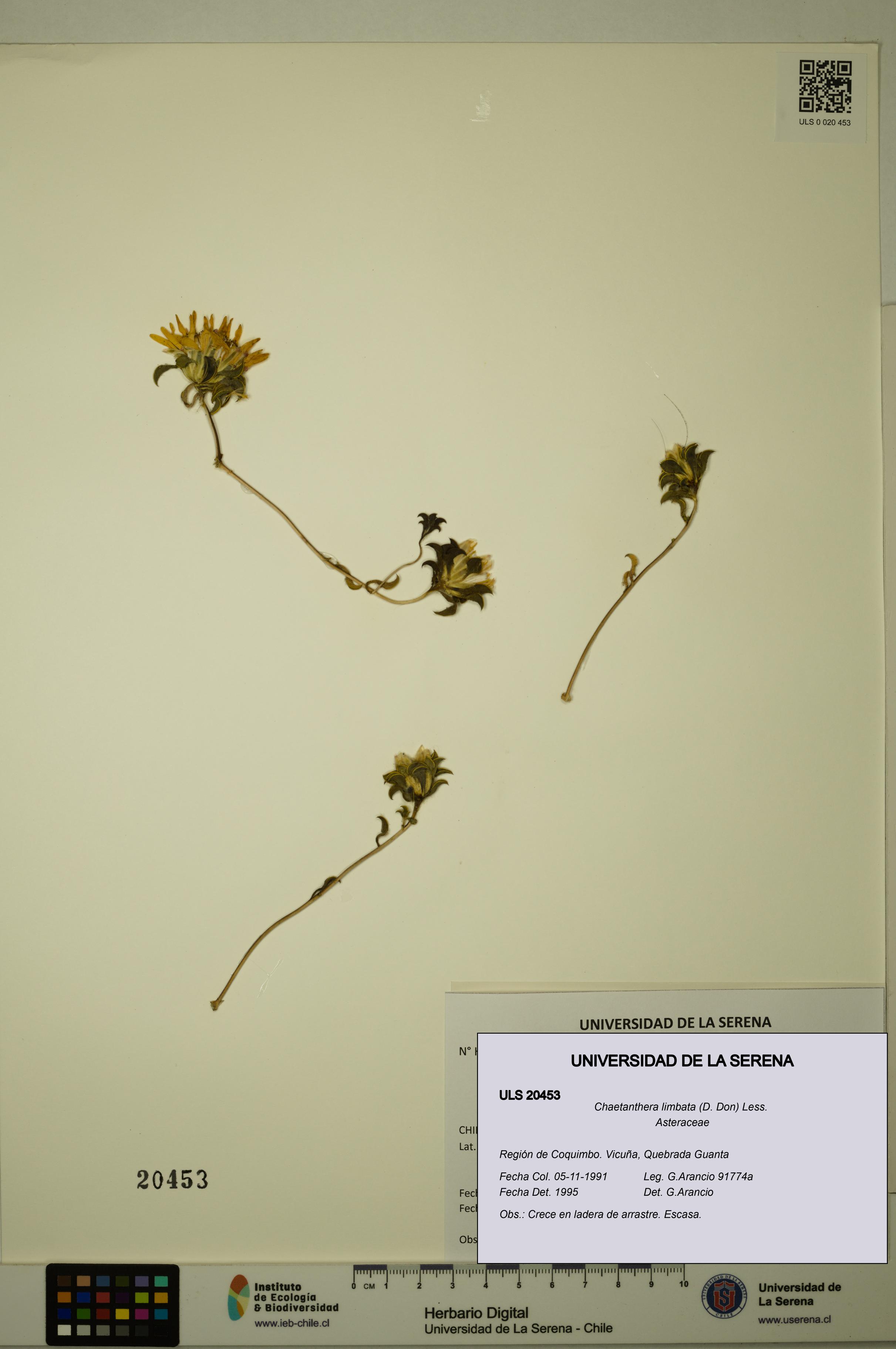 Chaetanthera limbata [Espécimen: ULS:ULS:0020453]