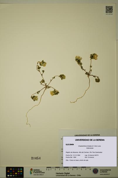 Chaetanthera limbata [Espécimen: ULS:ULS:0020454]
