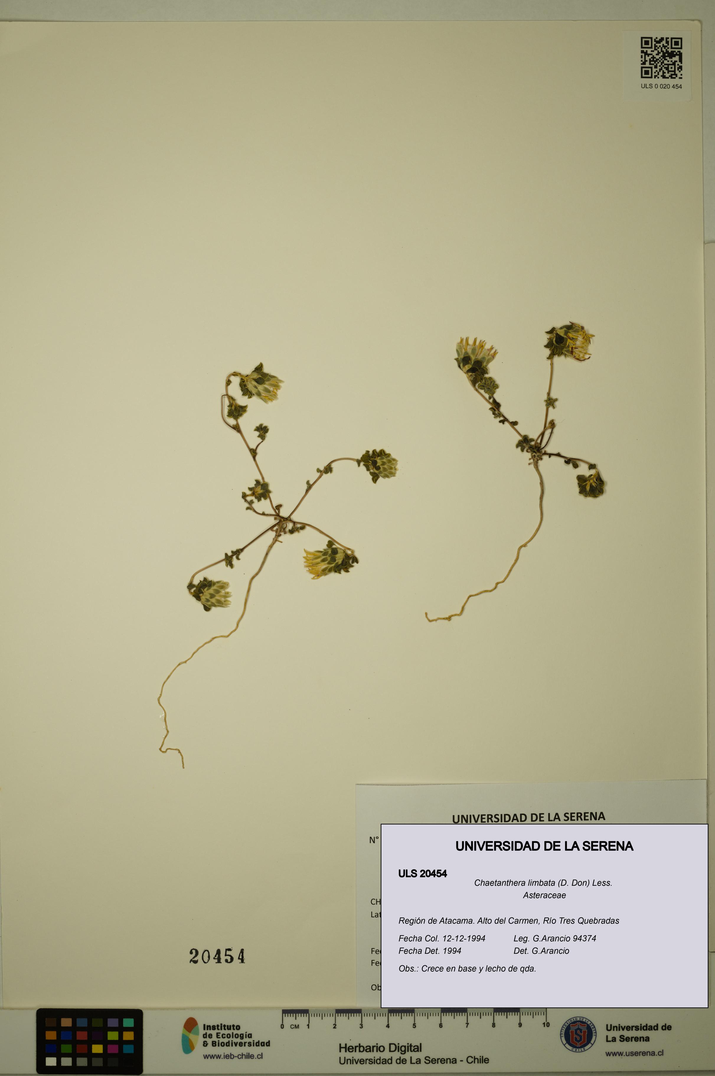 Chaetanthera limbata [Espécimen: ULS:ULS:0020454]
