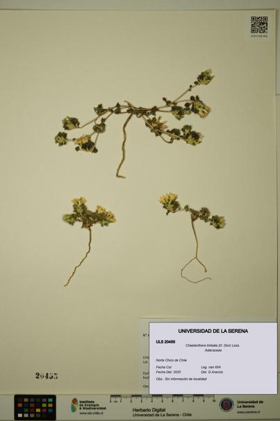 Chaetanthera limbata [Espécimen: ULS:ULS:0020455]