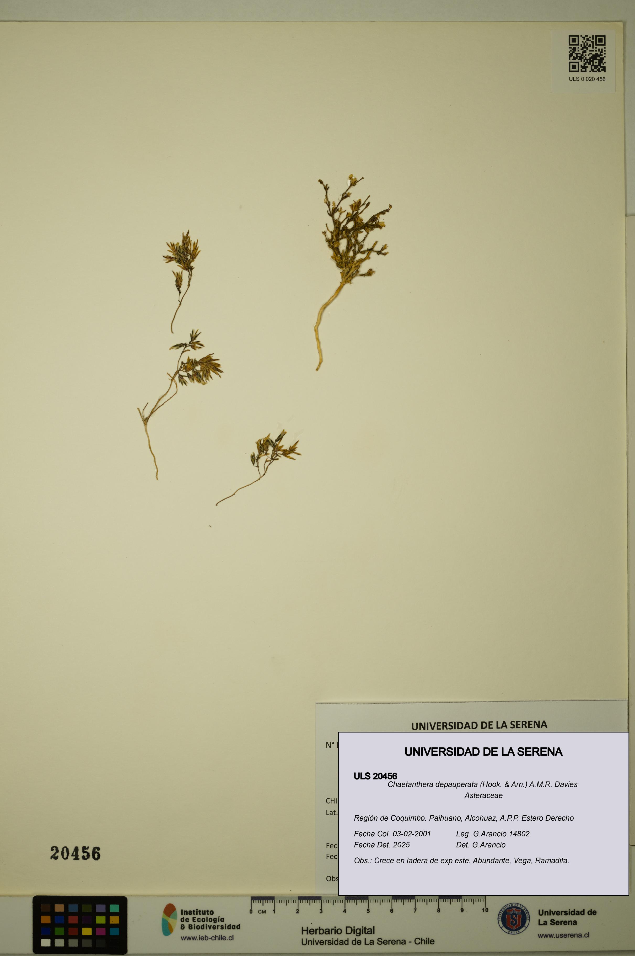 Chaetanthera depauperata [Espécimen: ULS:ULS:0020456]