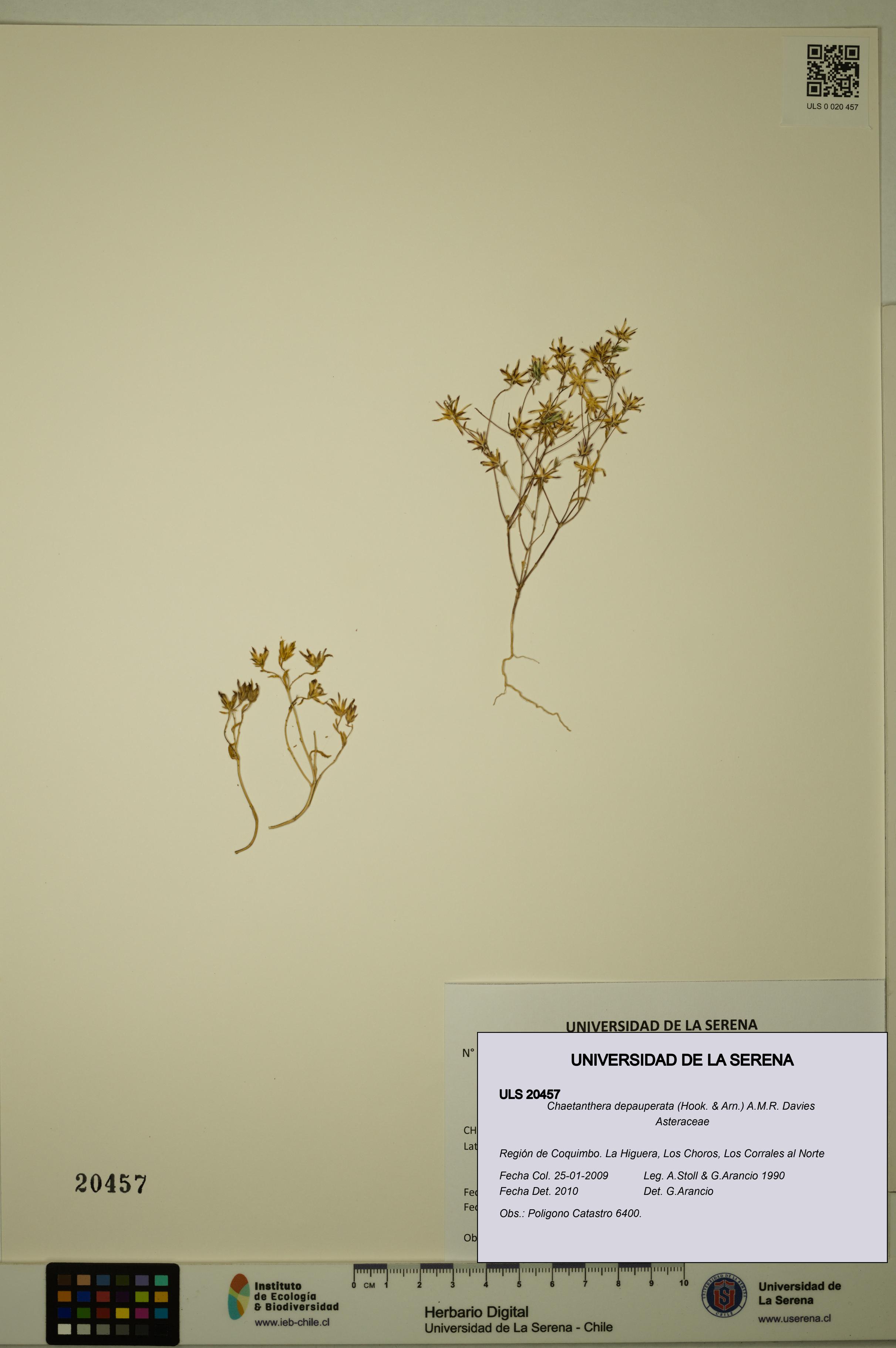 Chaetanthera depauperata [Espécimen: ULS:ULS:0020457]