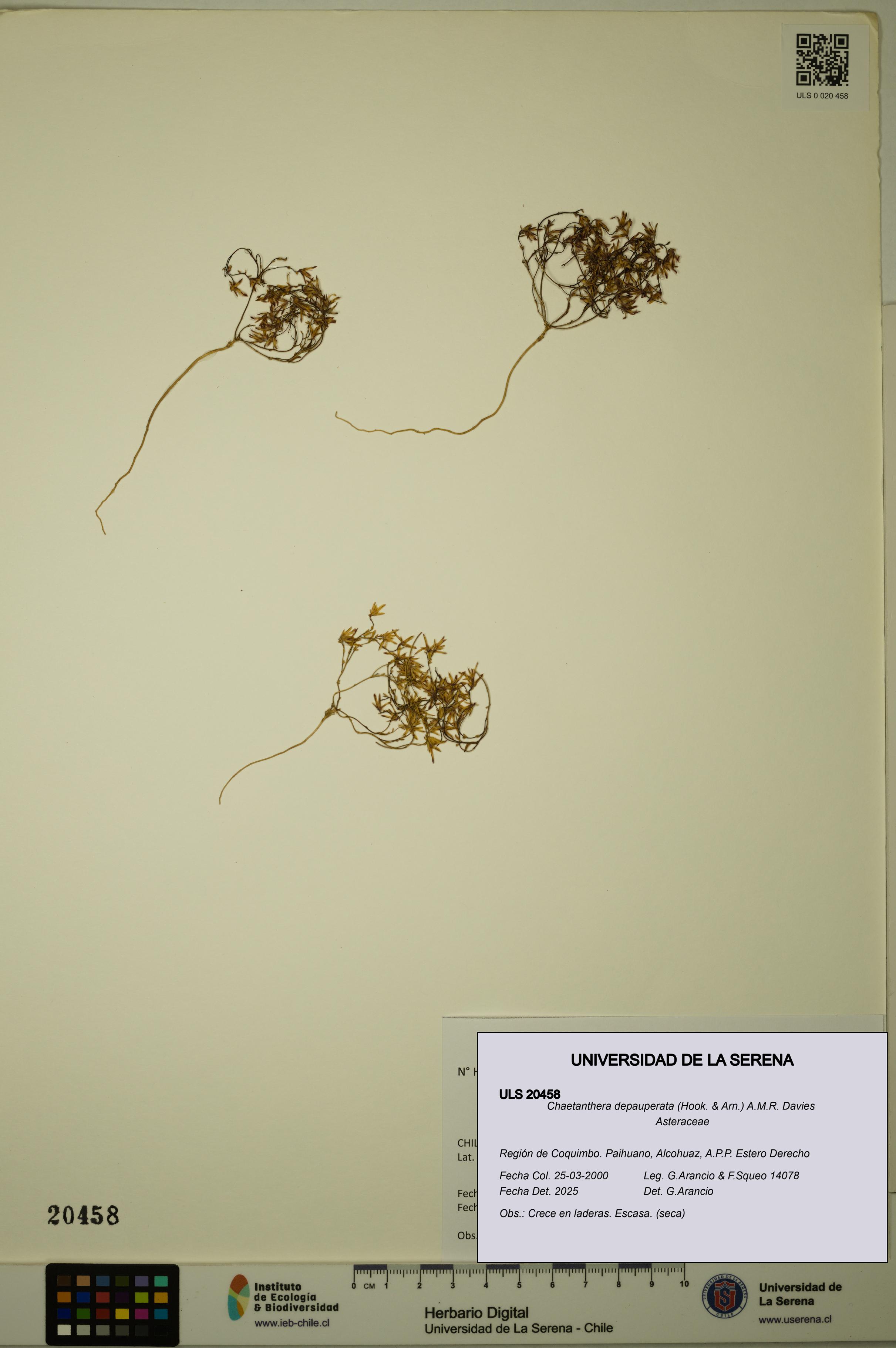 Chaetanthera depauperata [Espécimen: ULS:ULS:0020458]