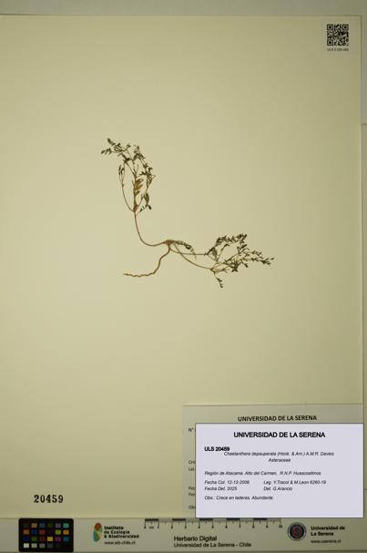 Chaetanthera depauperata [Espécimen: ULS:ULS:0020459]