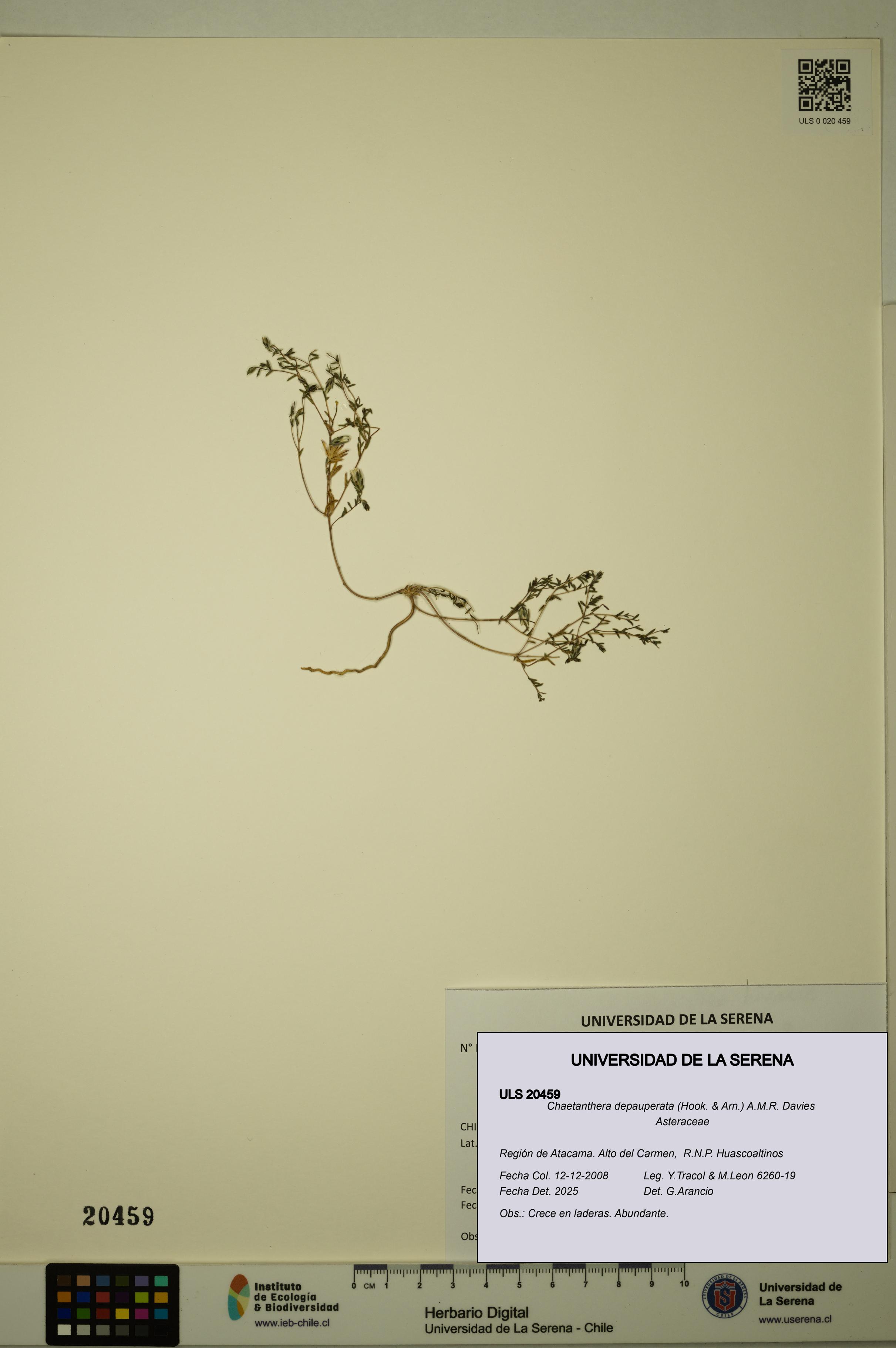 Chaetanthera depauperata [Espécimen: ULS:ULS:0020459]