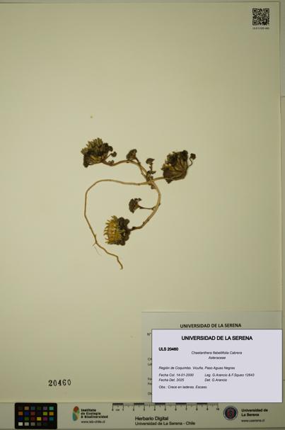 Chaetanthera flabellifolia [Espécimen: ULS:ULS:0020460]