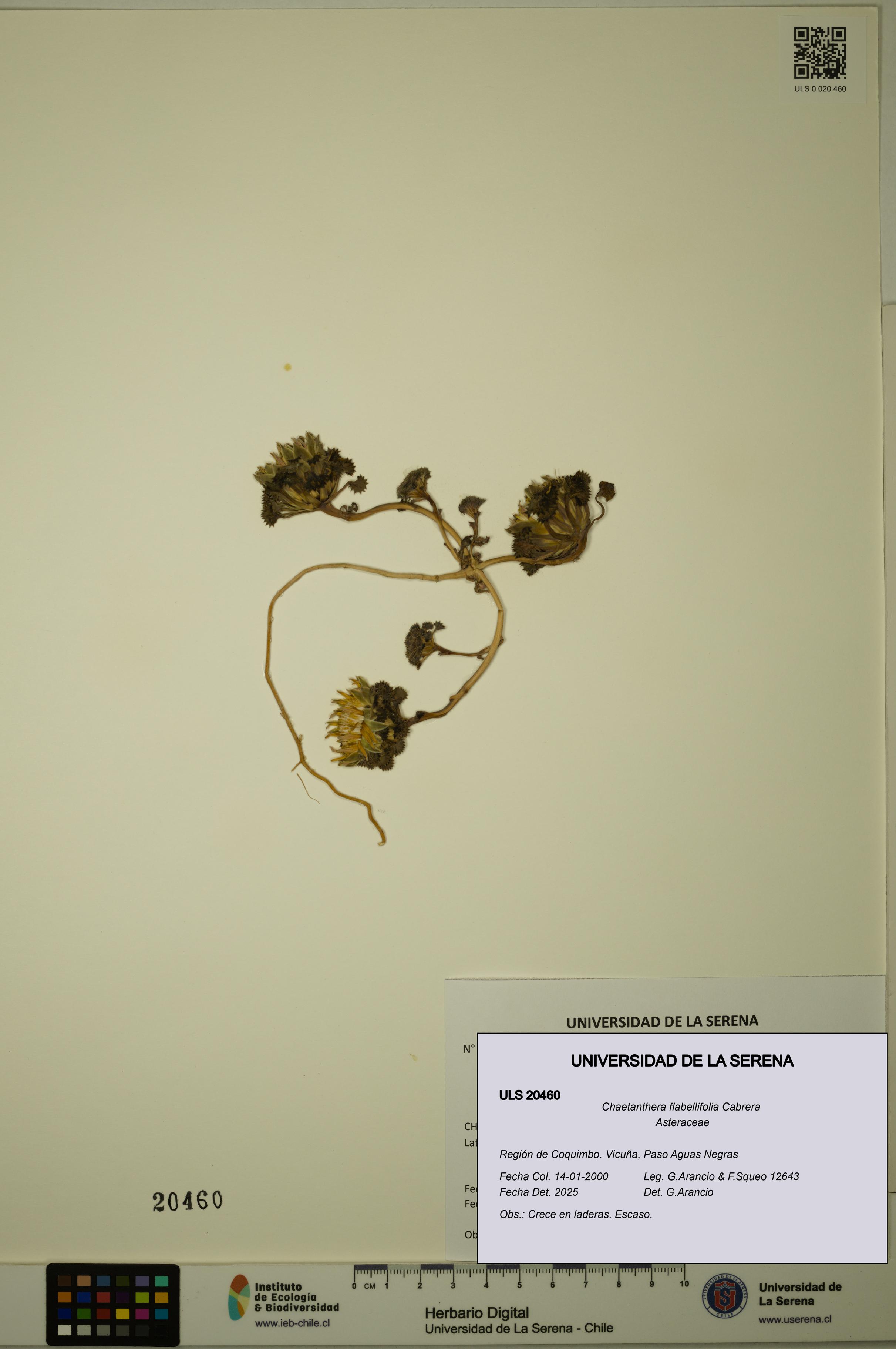 Chaetanthera flabellifolia [Espécimen: ULS:ULS:0020460]