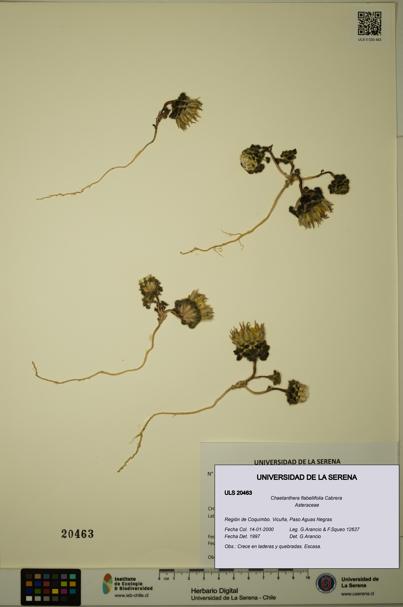 Chaetanthera flabellifolia [Espécimen: ULS:ULS:0020463]