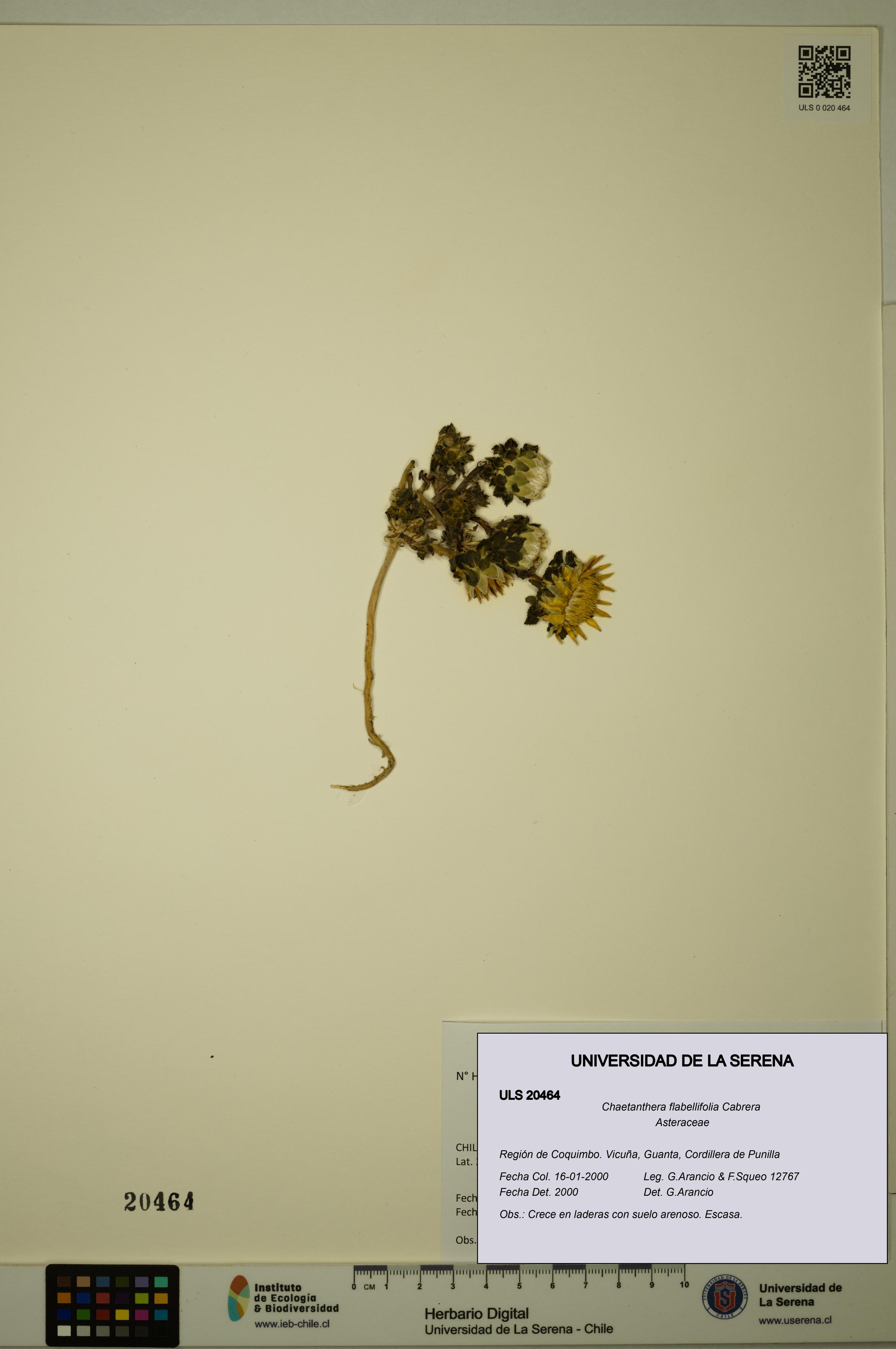 Chaetanthera flabellifolia [Espécimen: ULS:ULS:0020464]