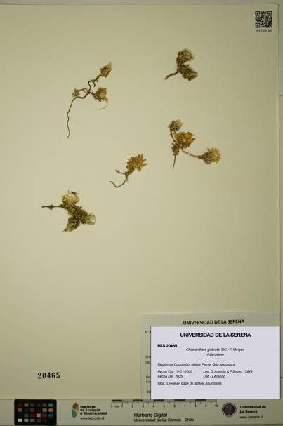 Chaetanthera glabrata [Espécimen: ULS:ULS:0020465]