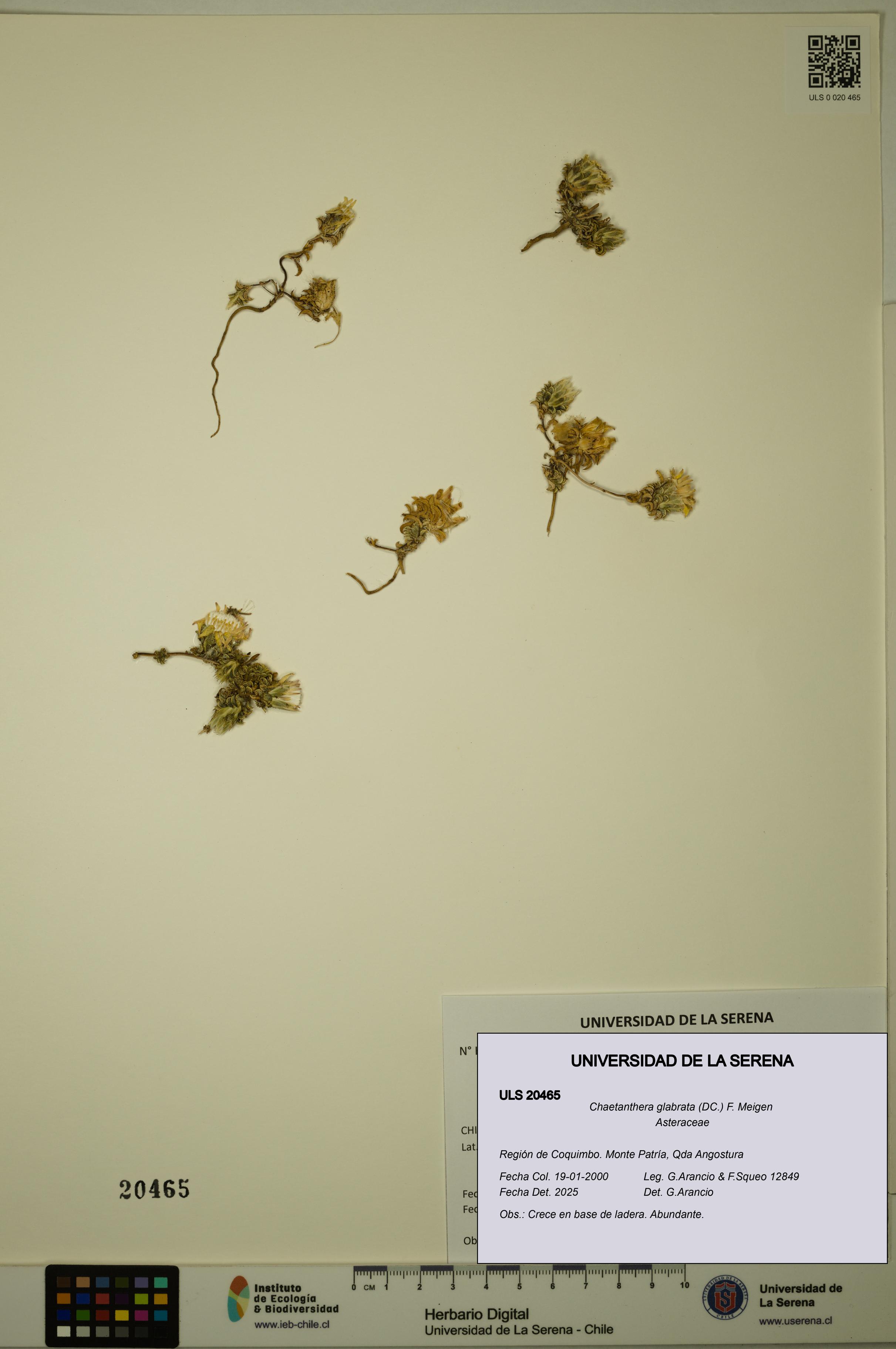 Chaetanthera glabrata [Espécimen: ULS:ULS:0020465]