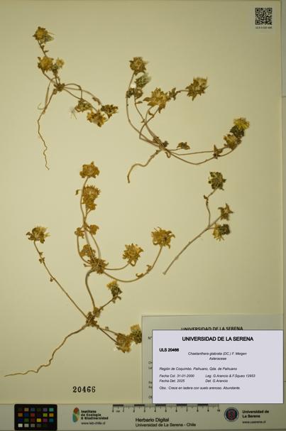 Chaetanthera glabrata [Espécimen: ULS:ULS:0020466]