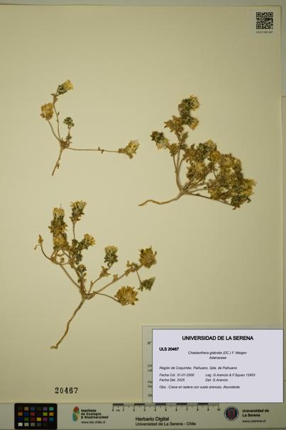 Chaetanthera glabrata [Espécimen: ULS:ULS:0020467]